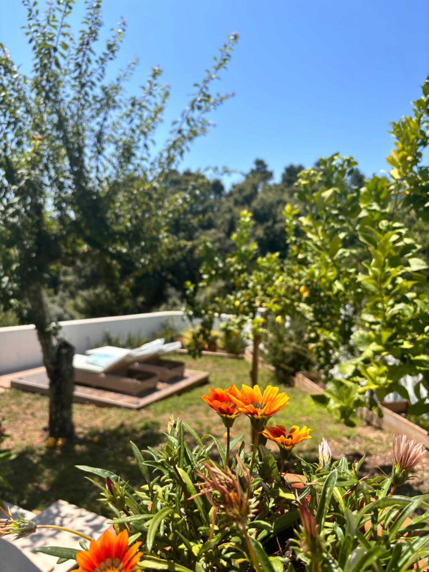 Casa Da Oliveira Bed and Breakfast Pedrogao Grande Eksteriør billede